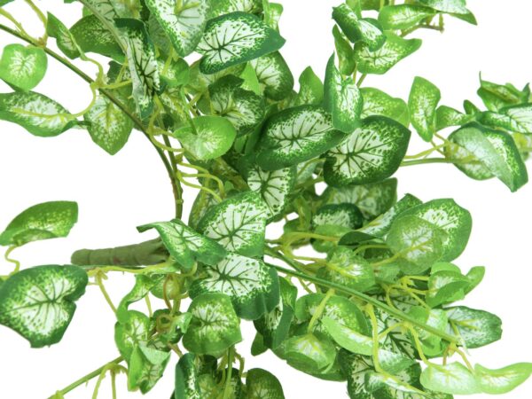 Nephthytis trs, 50 cm - Image 2