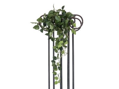 Pothos trs malý, 60 cm
