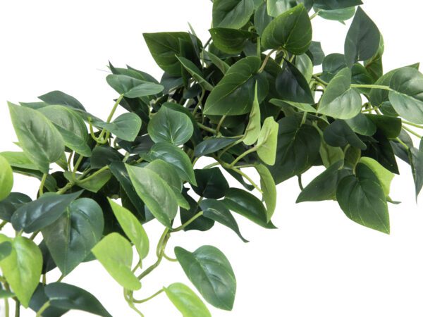Pothos trs velký, 100 cm - Image 2