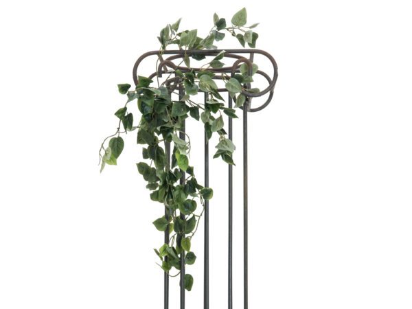 Philodendron trs klasický, 60cm