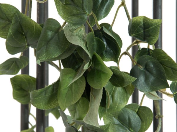 Philodendron trs klasický, 60cm - Image 2