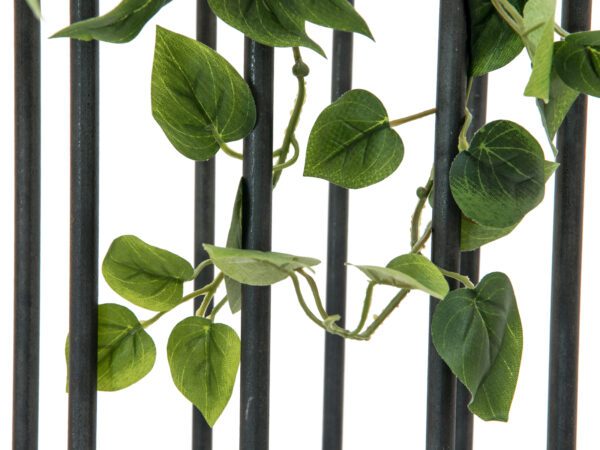 Philodendron trs klasický, 60cm - Image 3