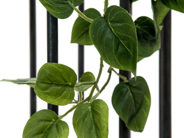 Philodendron trs klasický, 60cm - Image 7