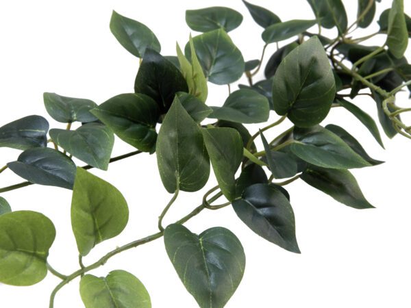 Filodendron trs střední, 70 cm - Obrázek 2