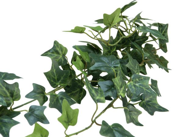 Divoký břečťan trs střední, 70 cm - Obrázek 2