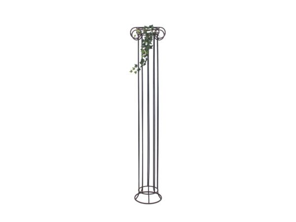 Divoký břečťan trs střední, 70 cm - Obrázek 3