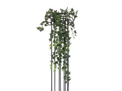 Divoký břečťan trs velký, 100 cm