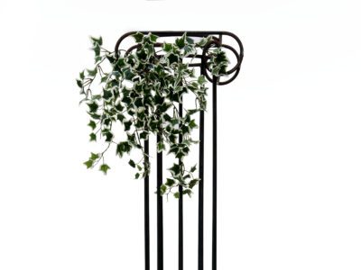 Holandský divoký břečťan trs malý, 60 cm