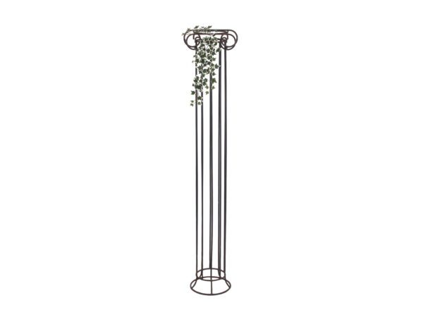 Holandský divoký břečťan trs střední, 70 cm - Image 3