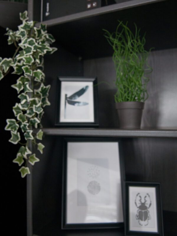Holandský divoký břečťan trs střední, 70 cm - Image 4