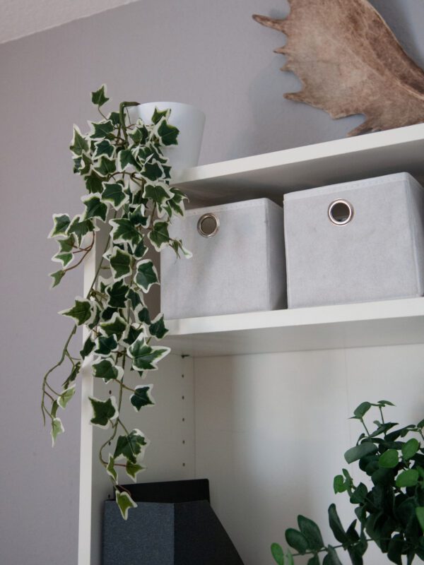 Holandský divoký břečťan trs střední, 70 cm - Image 5