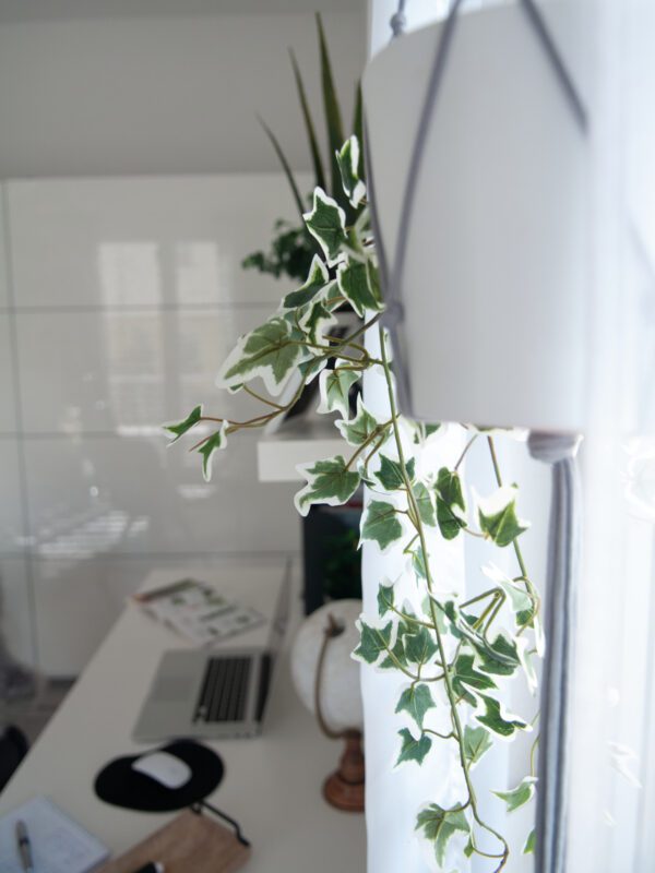 Holandský divoký břečťan trs střední, 70 cm - Image 8