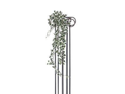 Holandský divoký břečťan trs velký, 100 cm