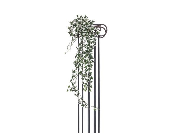 Holandský divoký břečťan trs velký, 100 cm