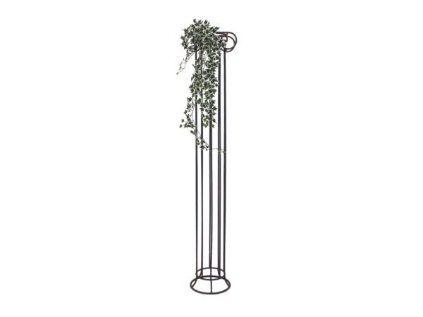 Holandský divoký břečťan trs velký, 100 cm - Image 3