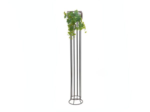 Vinná réva trs, premium, 50cm - Image 2