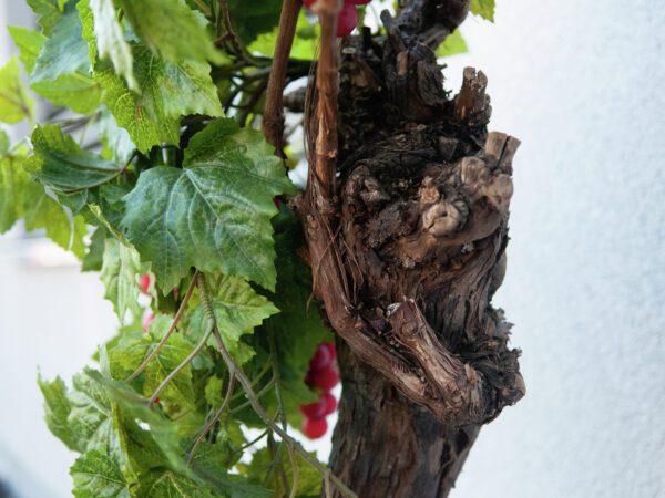 Vinná réva trs, premium, 50cm - Image 4
