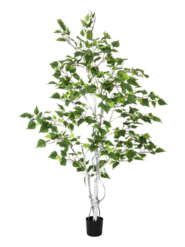 Bříza, 150 cm