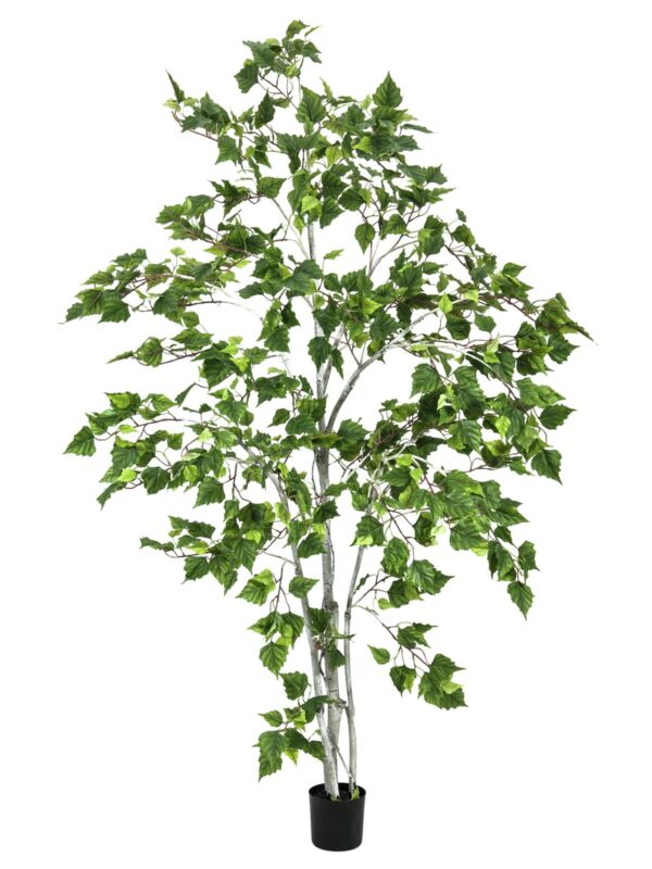 Bříza, 180 cm