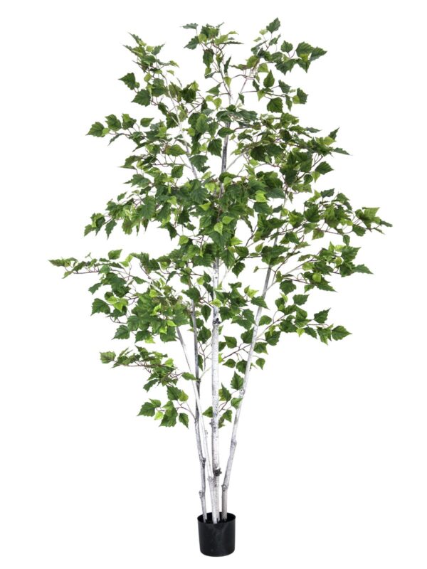 Bříza, 210 cm