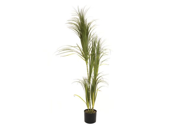 Dracena, 215 cm