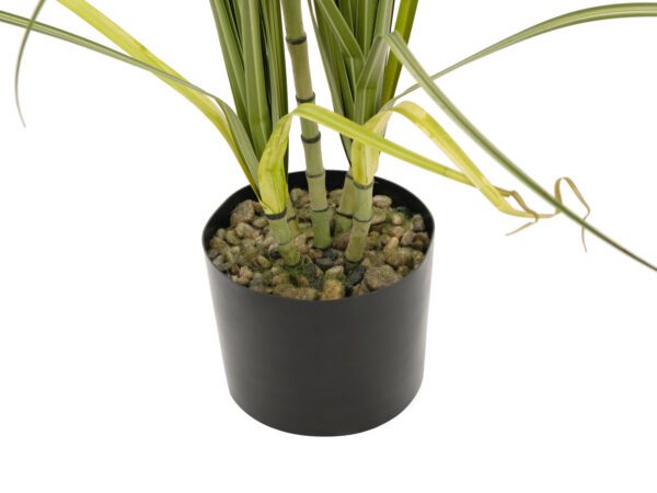 Dracena, 215 cm - Image 2