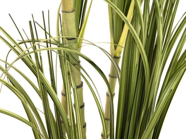 Dracena, 215 cm - Image 3