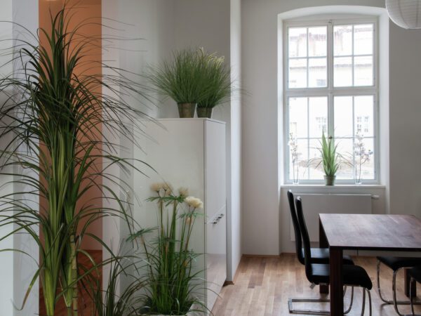 Dracena, 215 cm - Image 4