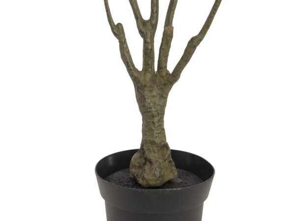 Dracena zeleno-červená, 90 cm - Obrázek 2