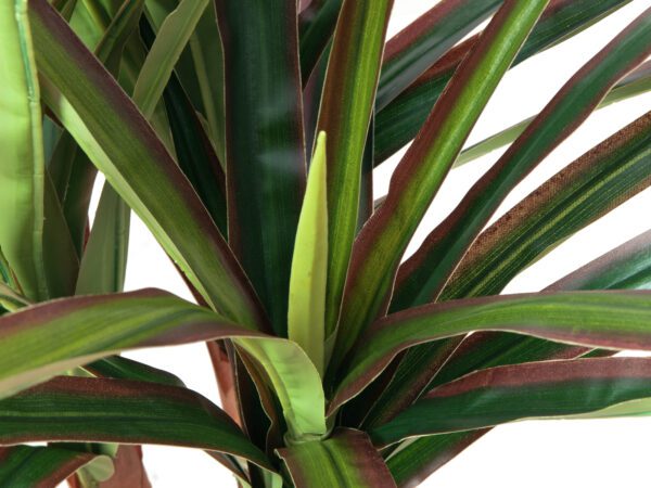 Dracena zeleno-červená, 120 cm - Image 2