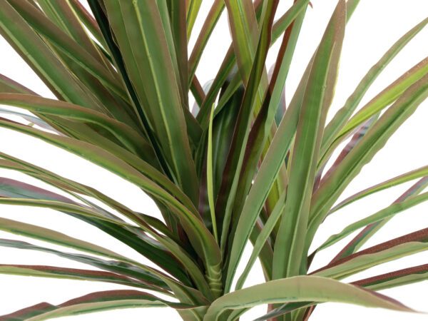Dracena zeleno-červená, 120 cm - Image 4