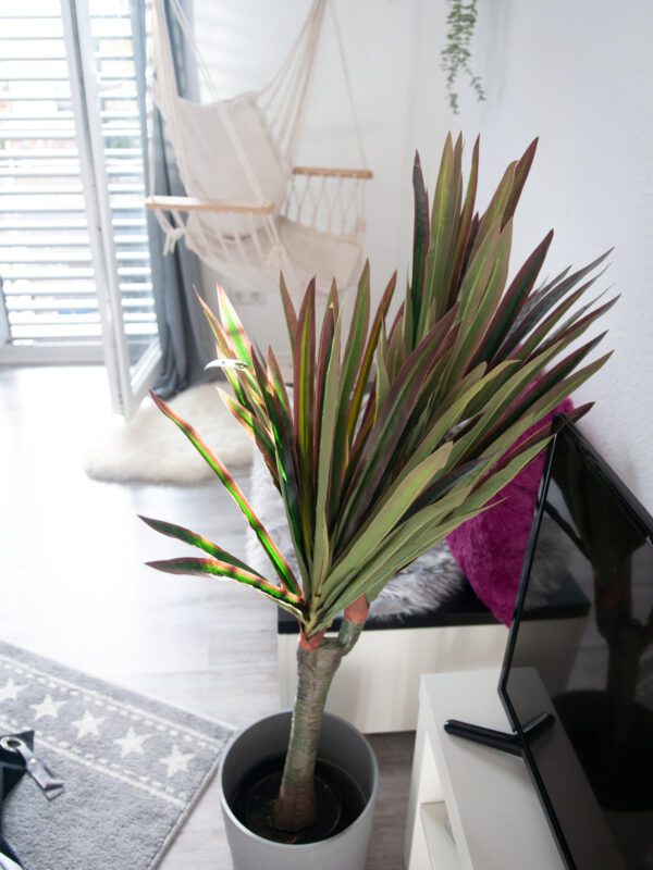 Dracena zeleno-červená, 120 cm - Image 8