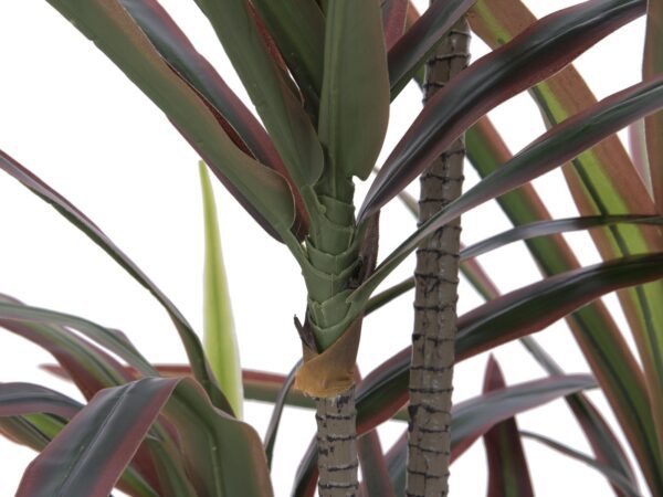Dracena, zeleno-červená, 180 cm - Image 2