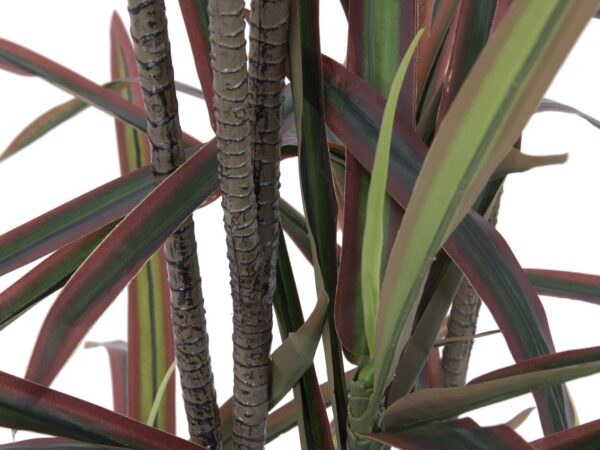 Dracena, zeleno-červená, 180 cm - Image 3