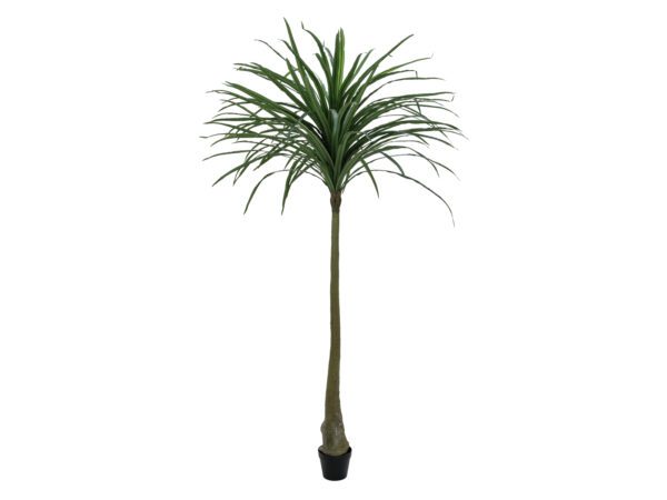 Dracena zelená, 220 cm