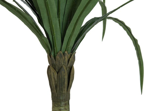 Dracena zelená, 220 cm - Obrázek 2