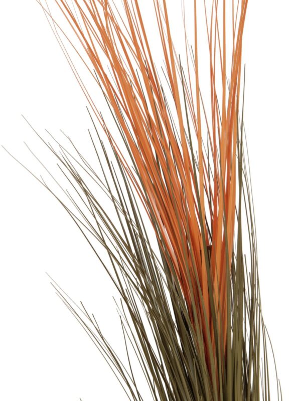 Zblochan vodní, světle hnědý, 127 cm - Image 2