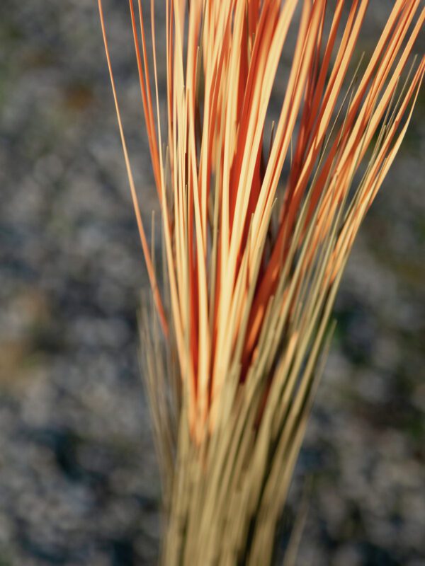Zblochan vodní, světle hnědý, 127 cm - Image 4