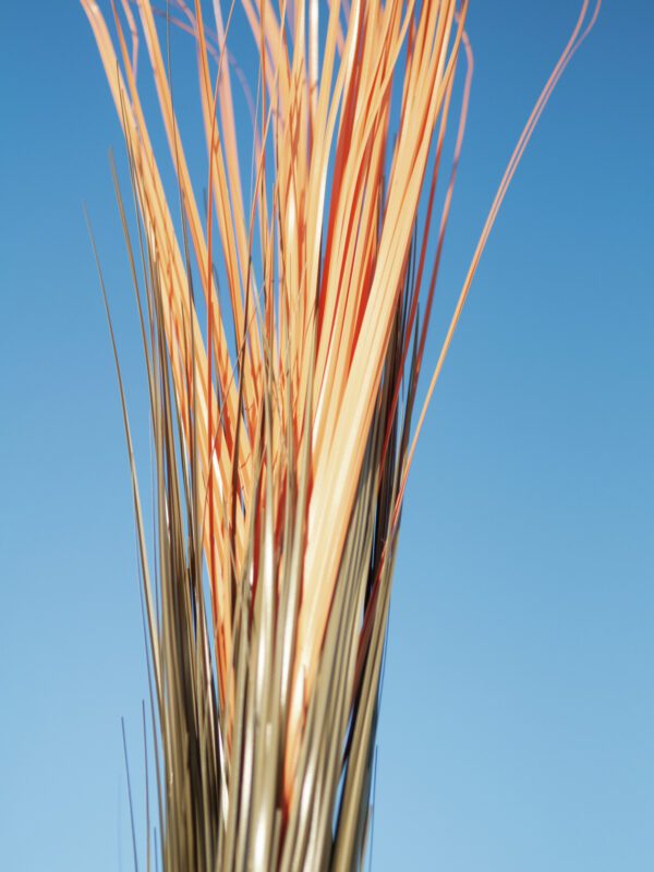 Zblochan vodní, světle hnědý, 127 cm - Image 7