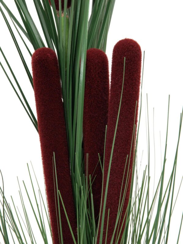 Zblochan vodní, tmavě zelený s pupeny, 152 cm - Image 2