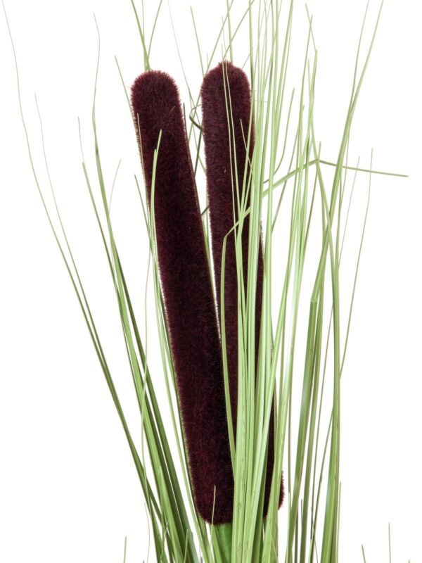 Zblochan vodní, světle zelený s pupeny, 152 cm - Image 2