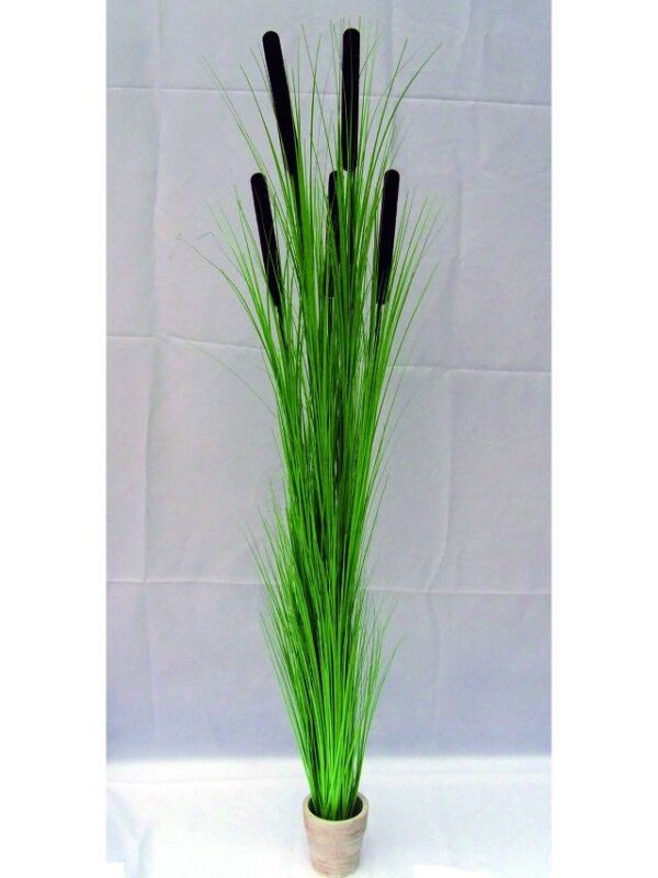 Zblochan vodní, světle zelený s pupeny, 152 cm - Image 4