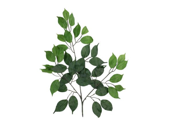 Větvičky Ficus Benjamin, 12x, 53 cm