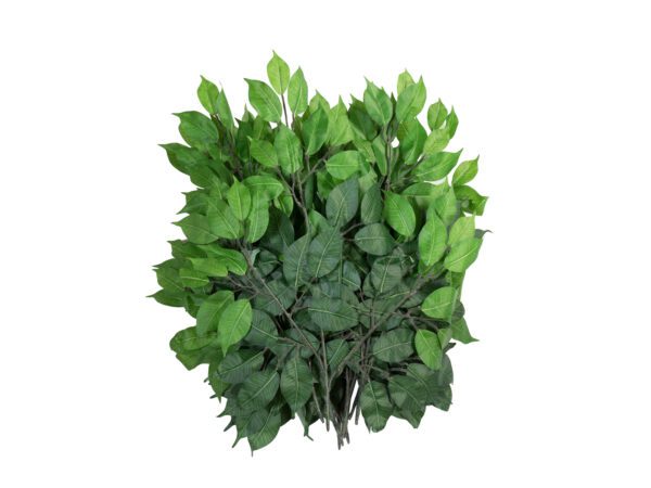 Větvičky Ficus Benjamin, 12x, 53 cm - Image 2