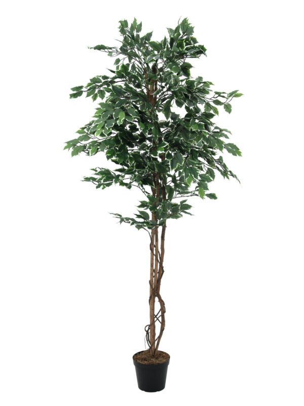 Stříbrný fíkus Benjamin,180 cm