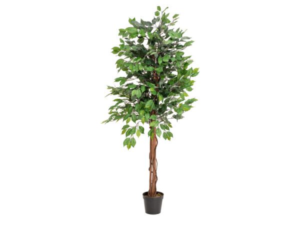 Fikus-Benjamin Multi-kmen, 150 cm