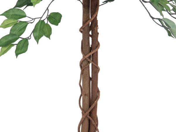 Fikus-Benjamin Multi-kmen, 150 cm - Image 3
