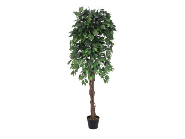 Fikus-Benjamin Multi-kmen, 180 cm