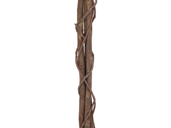 Fikus-Benjamin Multi-kmen, 180 cm - Image 3
