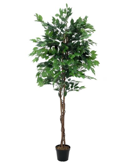 Fikus-Benjamin Multi-kmen, 210 cm